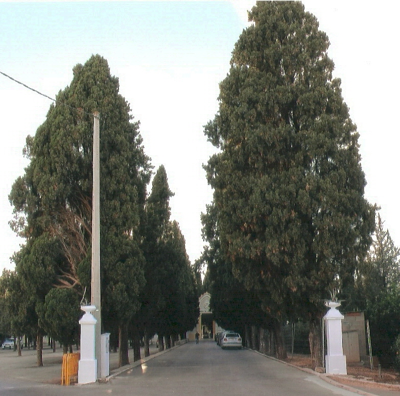 Camí d’entrada al cementeri amb xiprers.